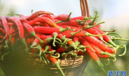 辣椒视频,辣味生活，尽享视觉盛宴